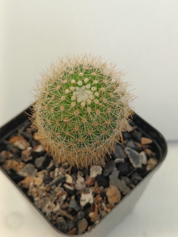 Mammillaria Spinosissima Ssp Pilcayensis Passiongarden