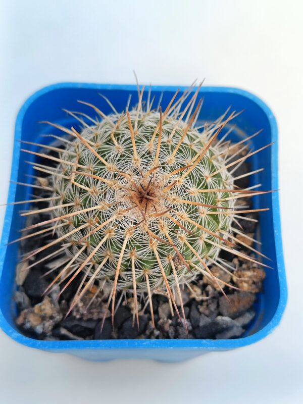 Mammillaria geminispina