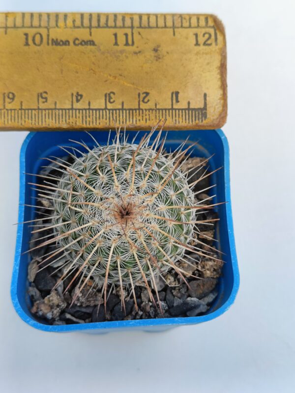Mammillaria geminispina - Image 2
