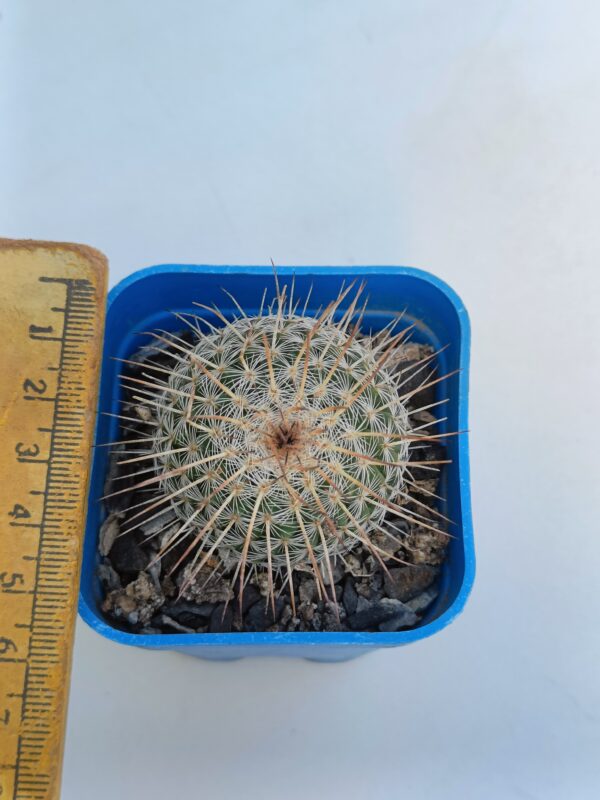 Mammillaria geminispina - Image 3