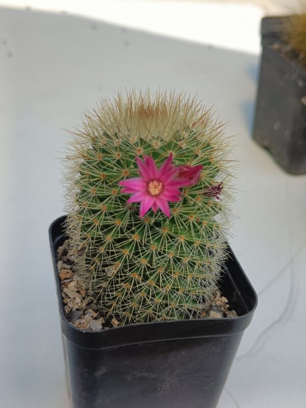 Mammillaria meyranii