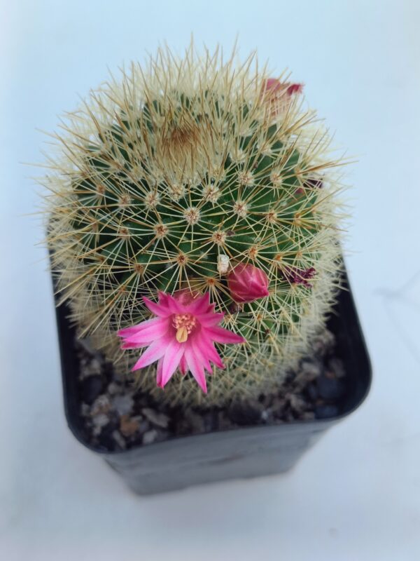 Mammillaria meyranii - Image 3