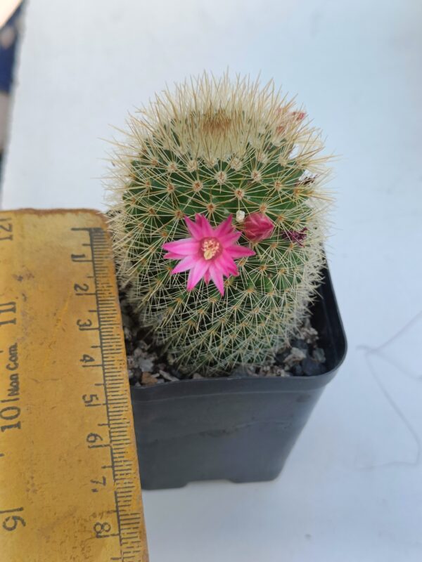 Mammillaria meyranii - Image 2