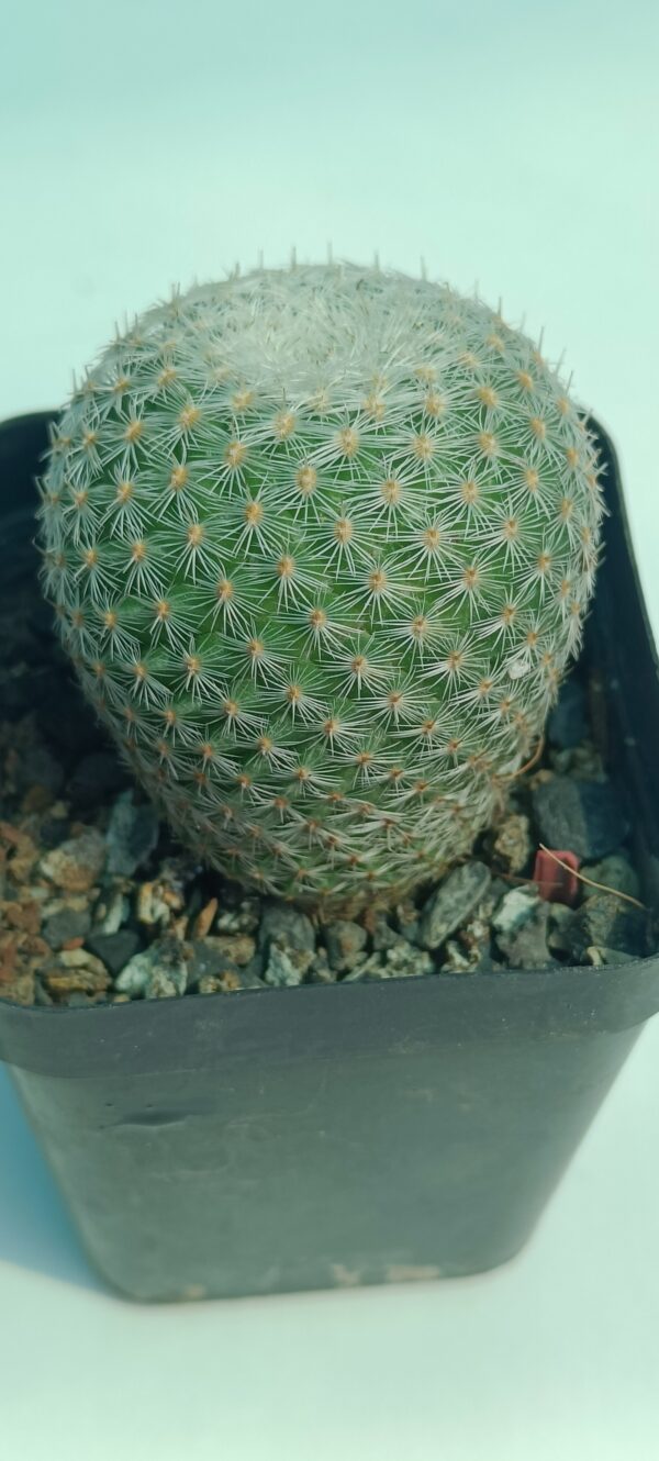 Mammillaria elegans