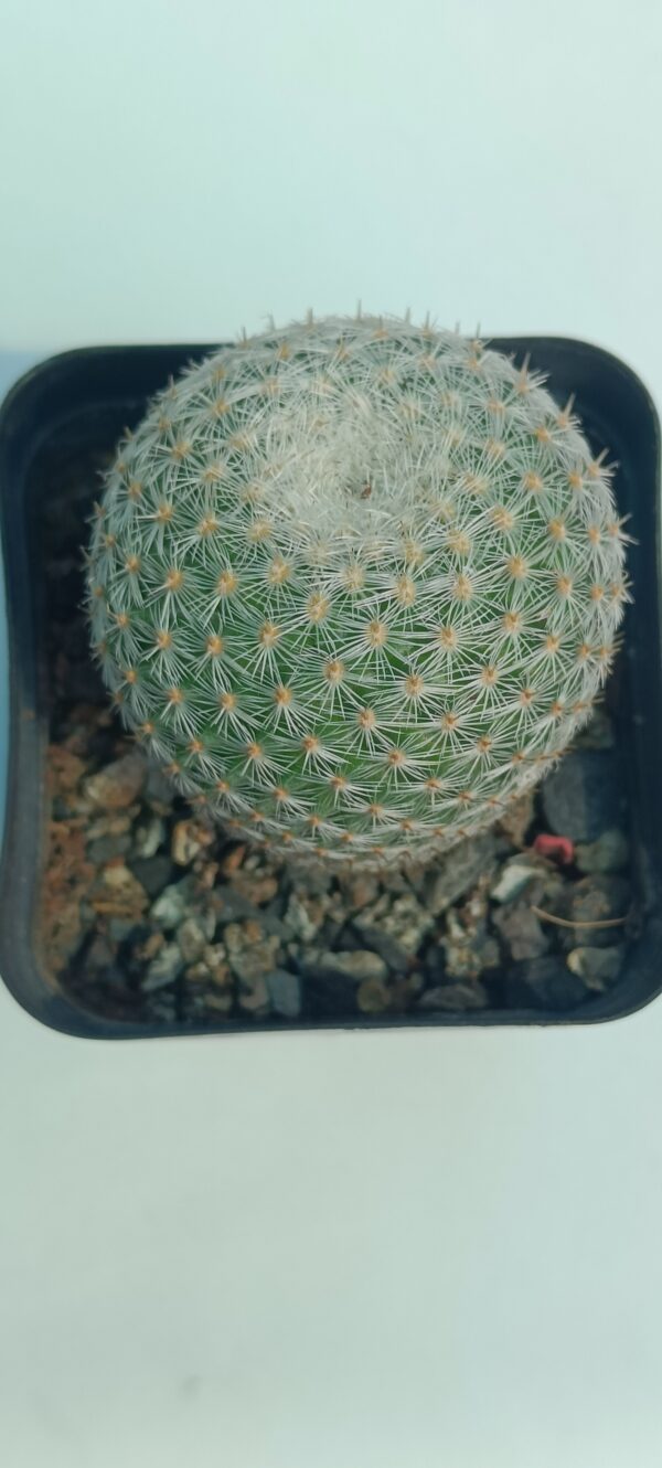 Mammillaria elegans - Image 4