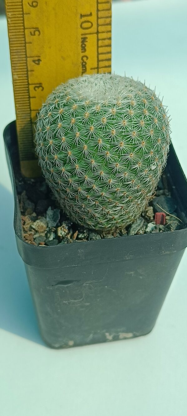 Mammillaria elegans - Image 3