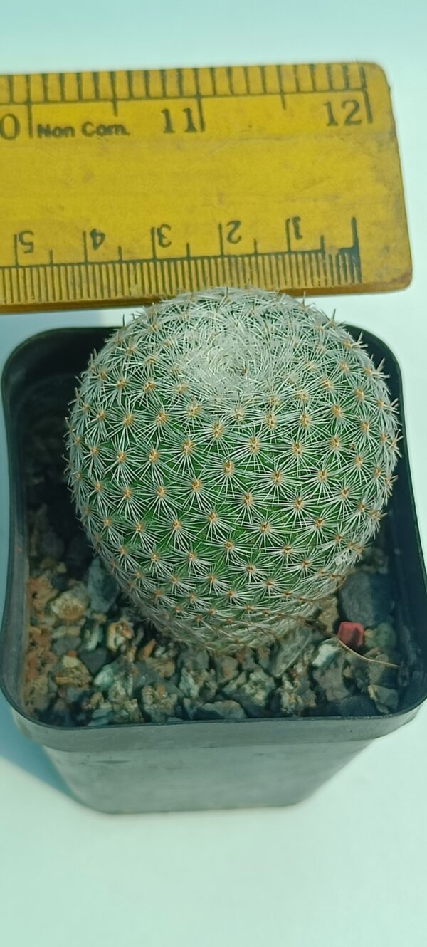 Mammillaria elegans - Image 2